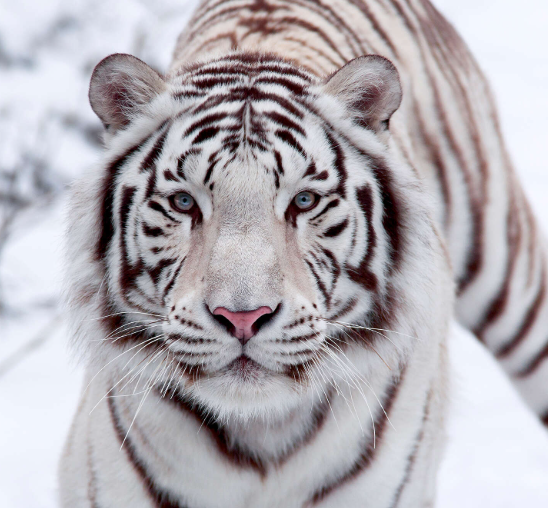 UX Tiger